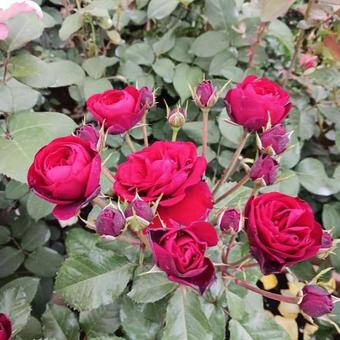 バラ バラ おふさ観音,美しい,薔薇の写真素材