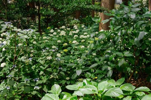 アジサイ(85)の写真