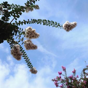 空に爽やかに咲くサルスベリの花 白ピンク 空に爽やかに咲くサルスベリの花 白ピンク 百日紅,サルスベリ,ピンク色の写真素材