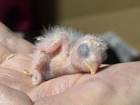 コザクラインコの雛 コザクラインコの雛の写真
