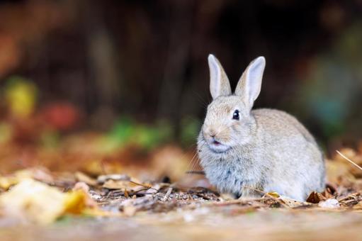 The rabbits of Okunoshima, JPG