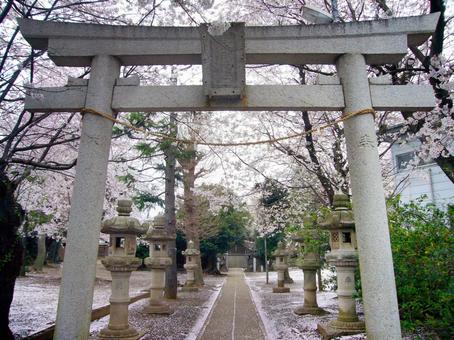 Sakura at the shrine, cerezo, flores de cerezo, sakura, JPG