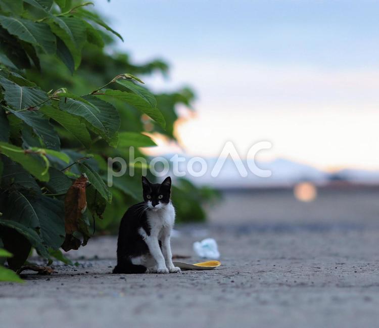 海と野良猫② 海,うみ,猫の写真素材