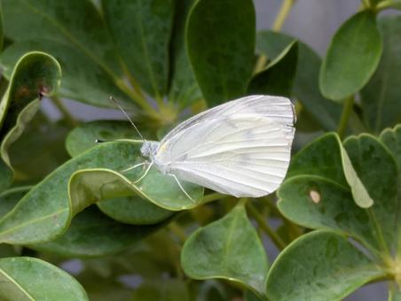 Cabbage White Butterfly, JPG Cabbage White Butterfly, JPG