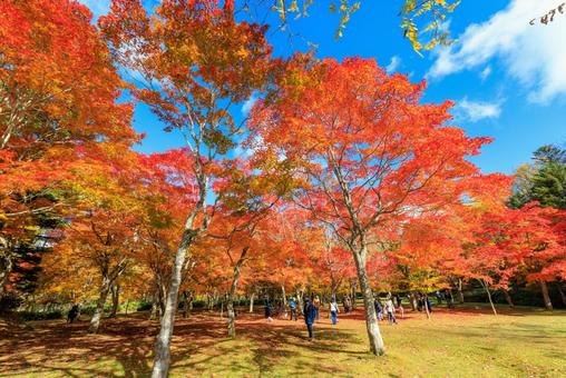 北海道の紅葉 紅葉,秋,福原山荘の写真素材