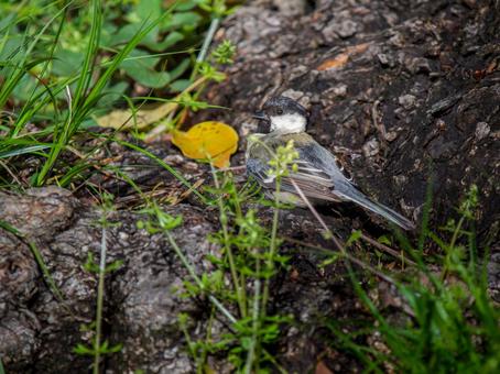 地面を歩くシジュウカラ 地面を歩くシジュウカラの写真