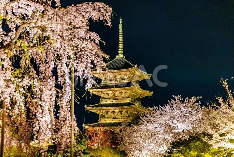 京都府　東寺の五重塔と桜のある風景 東寺,桜,夜桜の写真素材