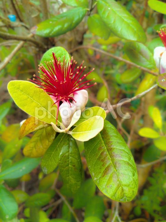 フェイジョアの花３ 赤色の雄しべ,白色の花弁,パイナップルグァバの写真素材
