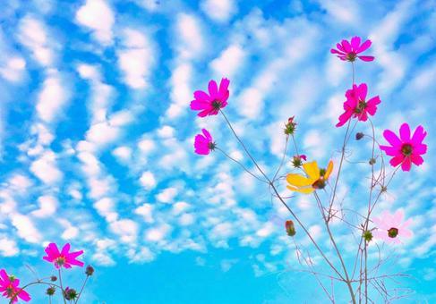 秋桜&うろこ雲 秋桜&うろこ雲 コスモス,うろこ雲,花の写真素材