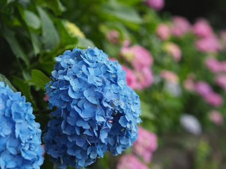 紫陽花 紫陽花 アジサイ,紫陽花,青の写真素材