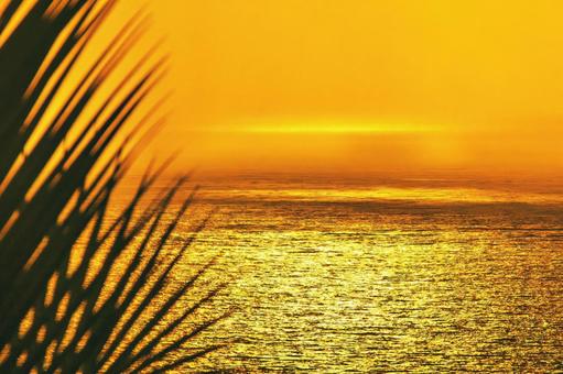 ヤシの葉越しに輝く夕日の海 ヤシの葉越しに輝く夕日の海の写真