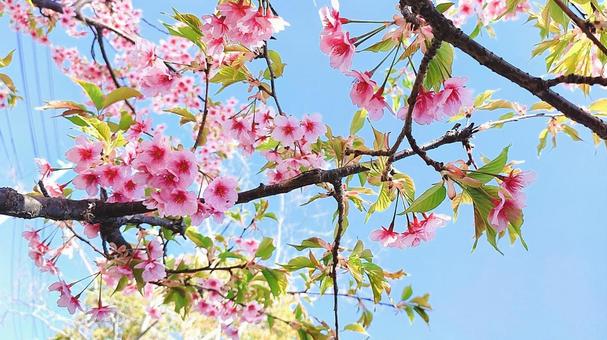 満開のきれいな桜④ 満開のきれいな桜④の写真