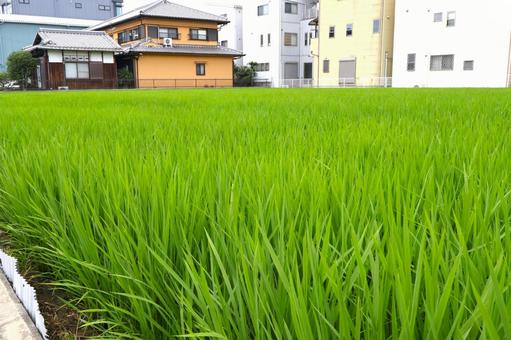 住宅地・都会の田んぼ・稲・稲穂の様子 住宅地・都会の田んぼ・稲・稲穂の様子 夏,住宅地,田んぼの写真素材