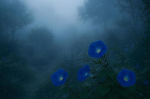 霧に包まれた青い朝顔 霧に包まれた青い朝顔の写真