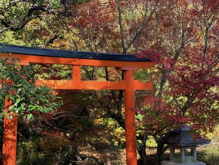 紅葉に映える赤い鳥居 紅葉に映える赤い鳥居 秋,もみじ,紅葉の写真素材