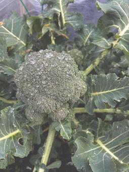 Photo, broccoli, vegetables, food, 
