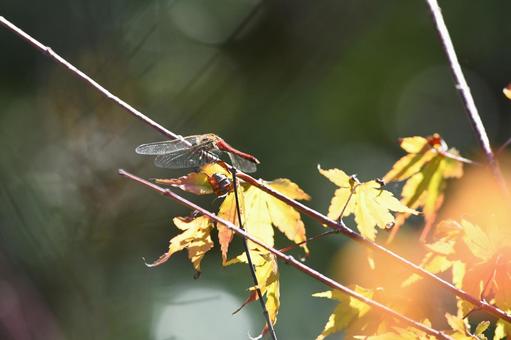 赤トンボ 赤トンボ,昆虫,虫の写真素材