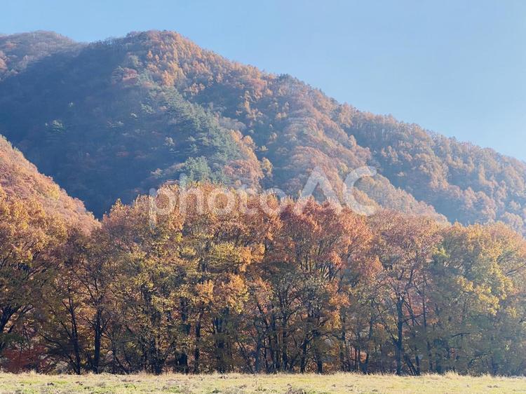 群馬県老神温泉周辺　青空に映える紅葉 秋,紅葉,風景の写真素材