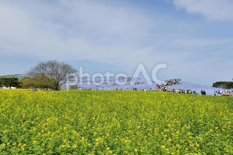 ひたち海浜公園のネモフィラと菜の花畑 菜の花畑,菜の花,ネモフィラの写真素材