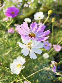 光を浴びるコスモス コスモス,光,輝くの写真素材