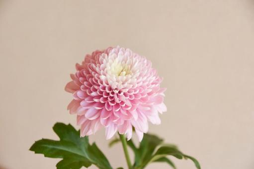 ピンクのマム ピンクのマムの写真