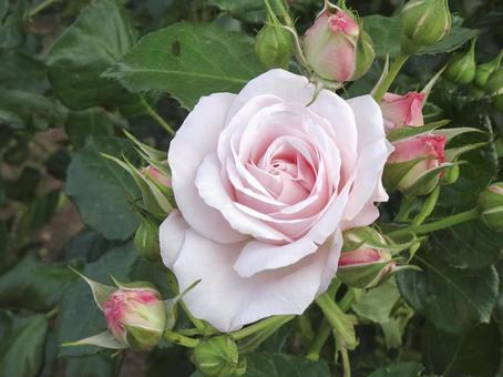 ピンク色の薔薇 ピンク色の薔薇 薔薇,バラ,ピンクの写真素材