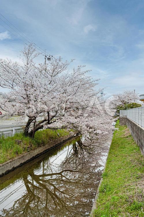 満開の桜の風景 桜,シーズン,綺麗の写真素材