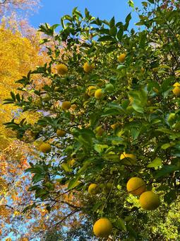 色づく木と実 紅葉,青空,実りの写真素材