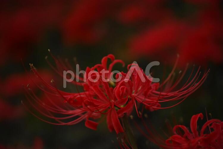 ヒガンバナ ヒガンバナ,花,秋の写真素材