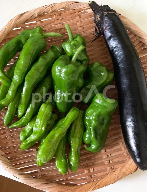 市民農園の初夏の収穫 長茄子,ピーマン,甘長唐辛子の写真素材
