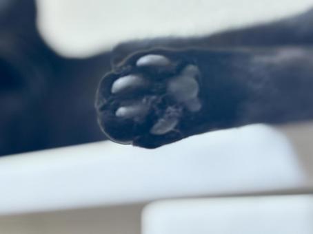 黒猫の肉球 黒猫の肉球 黒猫,肉球,猫の写真素材