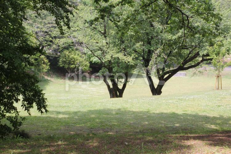 公園の草木 公園,花,自然の写真素材