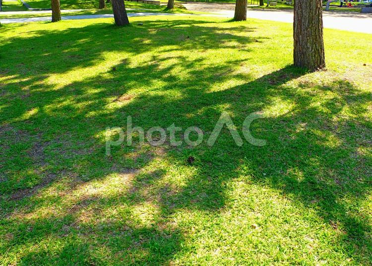 木漏れ日１ 木漏れ日,こもれび,木陰の写真素材
