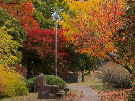 Photo, autumn, maple, autumn style, 