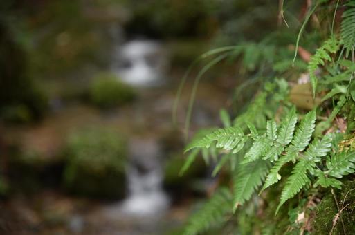 渓流 渓流,川,コシダの写真素材