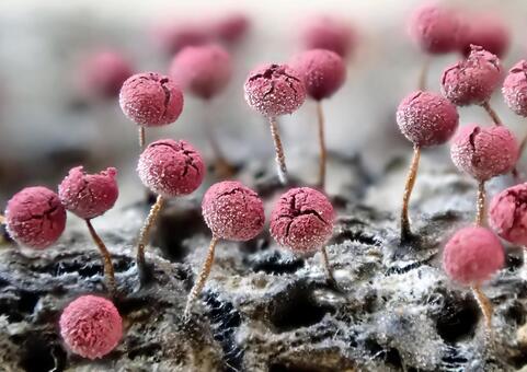 アカモジホコリ アカモジホコリ,粘菌,変形菌の写真素材