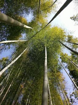 まっすぐ まっすぐの写真