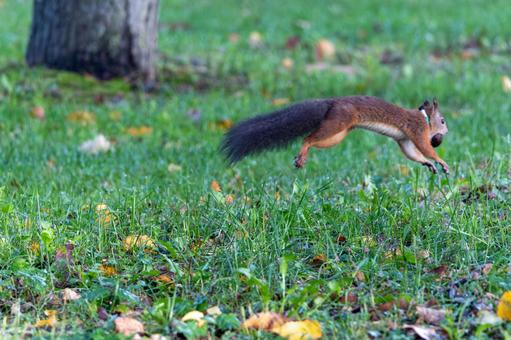 右へ向かってジャンプするエゾリス 緑ヶ丘公園,グリーンパーク,公園の写真素材