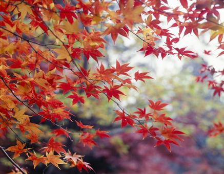 紅葉 紅葉,風景,秋の写真素材