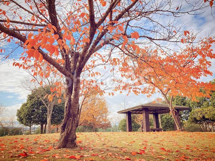 秋の風景 秋の風景,秋,風景の写真素材