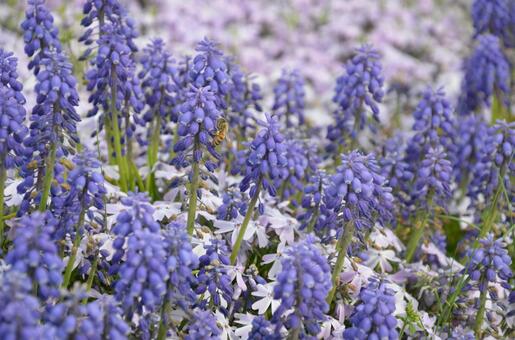 ムスカリと芝桜の花畑で蜜を集めるミツバチ ムスカリ,芝桜,シバザクラの写真素材