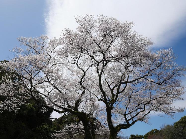 桜の木 桜,春,空の写真素材