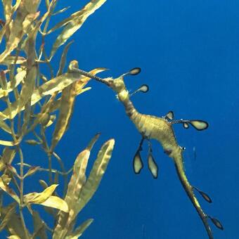 水族館 水族館の写真