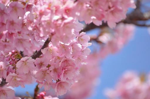 河津桜の写真