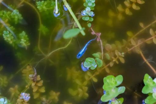 水草の間を泳ぐ青いメダカ 水草の間を泳ぐ青いメダカ メダカ,魚,青の写真素材