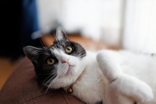 Cat looking up, JPG