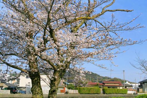 桜-067 桜-067の写真