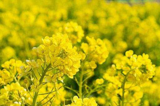 春の黄色い菜の花畑 春の黄色い菜の花畑の写真