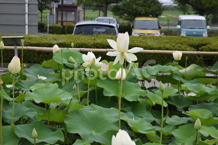 【埼玉】鮮やかな蓮 蓮,花,綺麗の写真素材