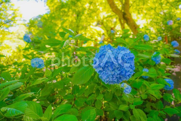 青色の紫陽花と新緑 紫陽花,花,梅雨の写真素材